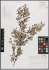 Foto von Salix cantabrica Rech. f.
